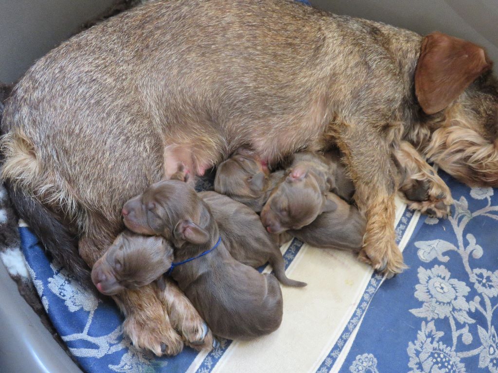 chiot Teckel poil dur De L'Aspre Du Paradis